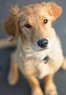 Happy Tails Pet Spa & Resort Coupons Wellington, FL Deals