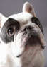 Pets N' Stuff Coupons Lakewood, CO Deals