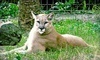 Jungle Adventures Coupons Christmas, Florida Deals