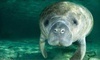 Adventure Diving Coupons Crystal River, Florida Deals