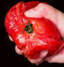 Tomato Assault Coupons Puyallup, WA Deals